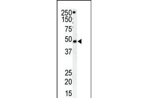 Antibody is used in Western blot to detect GRK1 in HeLa cell lysate (Lane 1) and mouse spleen tissue lysate (Lane 2). (GRK1 anticorps  (C-Term))