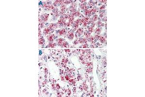 Immunohistochemistry (Formalin/PFA-fixed paraffin-embedded sections) of human liver (A) and human adrenal gland tissue (B) with FFAR3 polyclonal antibody . (FFAR3 anticorps  (Internal Region))
