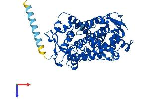 AlphaFold protein structure predicition of Human Recombinant CYP2A7 Protein, UniprotID P20853