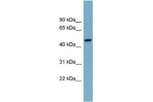 WB Suggested Anti-ATG4A Antibody Titration:  0. (ATG4A anticorps  (Middle Region))