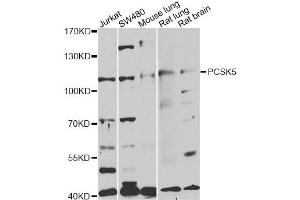 Western blot analysis of extracts of various cell lines, using PCSK5 antibody (ABIN1876638) at 1:1000 dilution. (PCSK5 anticorps)