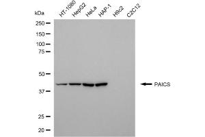 Western blotting analysis using PAICS antibody (ABIN7799833). (PAICS anticorps)