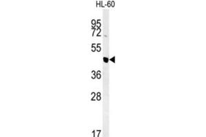 Western Blotting (WB) image for anti-Nuclear Autoantigenic Sperm Protein (Histone-Binding) (NASP) antibody (ABIN3002165) (NASP anticorps)