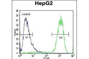 ATP5H Antibody (Center) (ABIN654144 and ABIN2844011) flow cytometric analysis of HepG2 cells (right histogram) compared to a negative control cell (left histogram). (ATP5H anticorps  (AA 68-97))