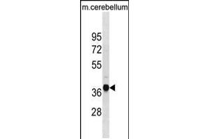 Western blot analysis in mouse cerebellum tissue lysates (35ug/lane). (UBLCP1 anticorps  (AA 102-128))