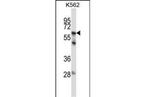 P11 Antibody (C-term) (ABIN657651 and ABIN2846646) western blot analysis in K562 cell line lysates (35 μg/lane). (MMP11 anticorps  (C-Term))