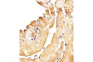 Immunohistochemical analysis of paraffin-embedded H.