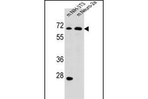 ME2 Antibody (C-term) (ABIN656541 and ABIN2845805) western blot analysis in mouse NIH-3T3,Neuro-2a cell line lysates (35 μg/lane). (NAD-ME anticorps  (C-Term))