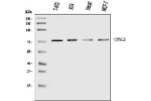 Western blot analysis of GRHL2 using anti-GRHL2 antibody (ABIN7599505).