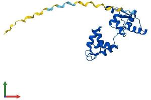 AlphaFold protein structure predicition of Human Recombinant MYL4 Protein, UniprotID P12829
