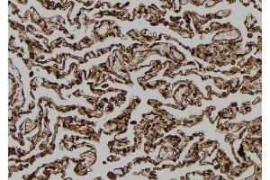 ABIN6273116 at 1/100 staining Human lung tissue by IHC-P. (FAM96B anticorps  (Internal Region))