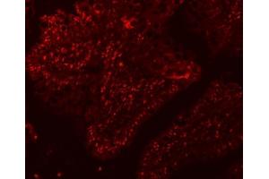 IF analysis of SF3A1 using anti-SF3A1 antibody (ABIN7600556). (SF3A1 anticorps  (AA 20-556))