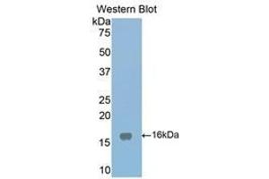 Western Blotting (WB) image for anti-Low Density Lipoprotein Receptor-Related Protein Associated Protein 1 (LRPAP1) (AA 241-358) antibody (ABIN1859712) (LRPAP1 anticorps  (AA 241-358))