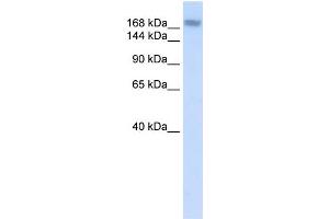 WB Suggested Anti-ADAR Antibody Titration:  0. (ADAR anticorps  (N-Term))