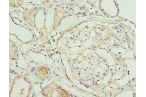 Immunohistochemistry of paraffin-embedded human kidney tissue using ABIN7161579 at dilution of 1:100 (NMNAT1 anticorps  (AA 1-279))