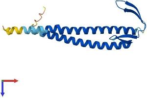 Ubiquitously-Expressed, Prefoldin-Like Chaperone (UXT) (AA 1-157) protein (His tag)