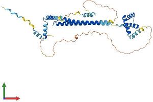 AlphaFold protein structure predicition of Human Recombinant PBX4 Protein, UniprotID Q9BYU1