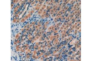 Used in DAB staining on fromalin fixed paraffin- embedded stomach tissue (PROS1 anticorps  (AA 416-646))