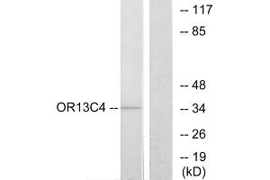Western blot analysis of extracts from COS-7 cells, using OR13C4 antibody. (OR13C4 anticorps  (Internal Region))