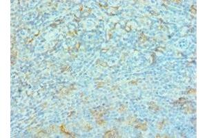 Immunohistochemistry of paraffin-embedded human tonsil tissue using ABIN7167157 dilution 1:100