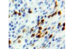Used in DAB staining on fromalin fixed paraffin-embedded Spleen tissue (NUP107 anticorps  (AA 554-784))