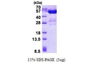 Image no. 1 for STAM Binding Protein-Like 1 (STAMBPL1) protein (His tag) (ABIN7280144) (STAMBPL1 Protein (His tag))