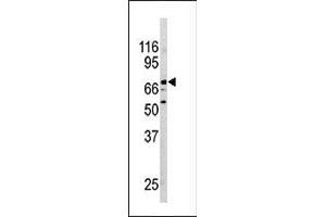 Western blot analysis of anti-NURR1(NR4A2) Pab in mouse brain tissue lysate.