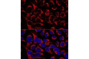 anti-OCIA Domain Containing 1 (OCIAD1) (AA 1-245) antibody