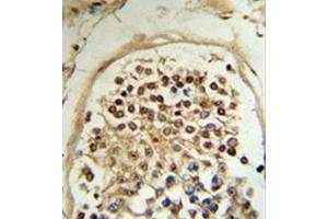 Formalin-fixed and paraffin-embedded human testis tissue reacted with MOB2 / HCCA2 Antibody (N-term) followed which was peroxidase-conjugated to the secondary antibody, followed by DAB staining. (MOB2 anticorps  (N-Term))