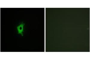 Immunofluorescence (IF) image for anti-Lectin, Galactoside-Binding, Soluble, 2 (LGALS2) (AA 31-80) antibody (ABIN2890007) (Galectin 2 anticorps  (AA 31-80))