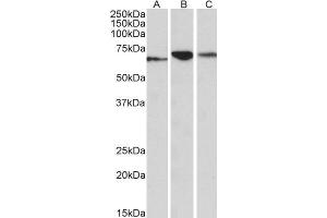 ABIN768548 (0. (PDIA2 anticorps  (AA 477-481))
