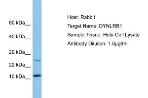 Western Blotting (WB) image for anti-Dynein, Light Chain, Roadblock Type 1 (DYNLRB1) (N-Term) antibody (ABIN2790179) (DYNLRB1 anticorps  (N-Term))