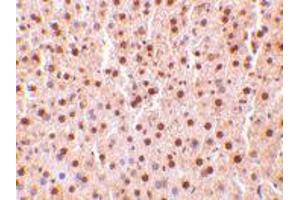 Immunohistochemistry of TRAF2 in mouse liver tissue with TRAF2 polyclonal antibody  at 10 ug/mL . (TRAF2 anticorps  (C-Term))