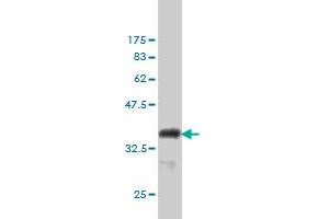 Western Blot detection against Immunogen (36.