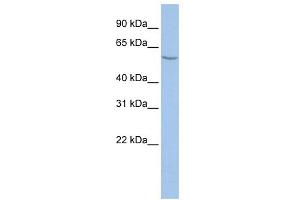 WB Suggested Anti-ALG11 Antibody Titration:  0. (ALG11 anticorps  (Middle Region))