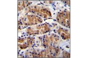 Immunohistochemistry analysis in formalin fixed and paraffin embedded human stomach tissue reacted with POLR3GL Antibody (Center) followed which was peroxidase conjugated to the secondary antibody and followed by DAB staining.