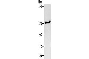 Western Blotting (WB) image for anti-serologically Defined Colon Cancer Antigen 1 (SDCCAG1) antibody (ABIN2427145) (NEMF anticorps)