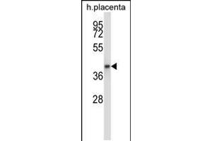 Western blot analysis in human placenta tissue lysates (35ug/lane). (GNAQ anticorps  (N-Term))