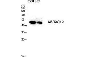 Western Blot (WB) analysis of 293T 3T3 lysis using MAPKAPK-2 antibody. (MAPKAP Kinase 2 anticorps  (Tyr463))