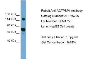 WB Suggested Anti-AGTPBP1  Antibody Titration: 0.