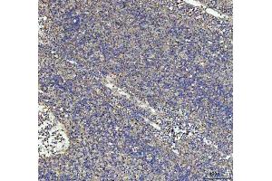 IHC analysis of G-CSF/CSF3 using anti-G-CSF/CSF3 antibody (ABIN3042762). (G-CSF anticorps  (AA 38-207))