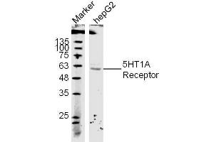(Human Cell line) HepG2 lysates probed with 5-HTR1A Polyclonal Antibody, unconjugated  at 1:300 overnight at 4°C followed by a conjugated secondary antibody at 1:10000 for 60 minutes at 37°C. (Serotonin Receptor 1A anticorps  (AA 301-400))