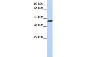 Western Blotting (WB) image for anti-Cysteine and Histidine-Rich Domain (CHORD)-Containing 1 (CHORDC1) antibody (ABIN2459820) (CHORDC1 anticorps)