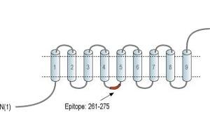 anti-Solute Carrier Family 40 (Iron-Regulated Transporter), Member 1 (SLC40A1) (2nd Cytoplasmic Loop), (AA 261-275) antibody