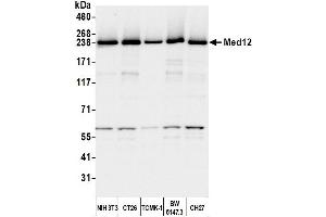 Western Blotting (WB) image for anti-Mediator Complex Subunit 12 (MED12) (C-Term) antibody (ABIN7453548) (MED12 anticorps  (C-Term))