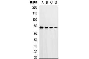 Western blot analysis of PKC delta (pT507) expression in HeLa H2O2-treated (A), A549 H2O2-treated (B), Raw264. (PKC delta anticorps  (pSer507))