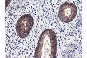 Image no. 1 for anti-F-Box Protein 21 (FBXO21) antibody (ABIN1498232) (FBXO21 anticorps)