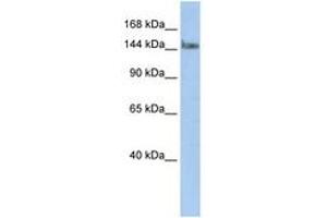 Image no. 1 for anti-Transcription Elongation Regulator 1 (TCERG1) (N-Term) antibody (ABIN6742813) (TCERG1 anticorps  (N-Term))