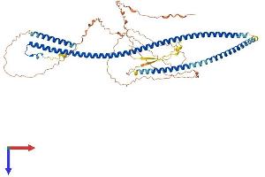 AlphaFold protein structure predicition of Mouse Recombinant Pof1b Protein, UniprotID Q8K4L4