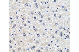 Immunohistochemistry of paraffin-embedded Rat liver using CCDC59 Polyclonal Antibody at dilution of 1:100 (40x lens). (CCDC59 anticorps)